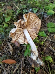 Marasmius nigrodiscus