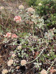 Eriogonum latifolium