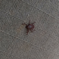 Rhipicephalus sanguineus