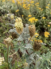 Astragalus pycnostachyus pycnostachyus