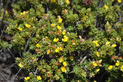 Aspalathus marginata