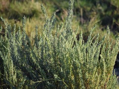 Suaeda calceoliformis