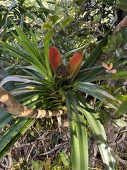 Freycinetia arborea