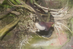 Spathiphyllum uxpanapense