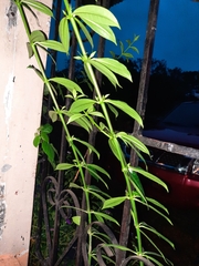 Paspalum repens