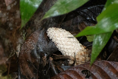 Ombrophytum peruvianum