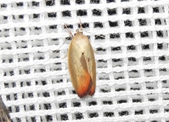 Ptyoptila matutinella