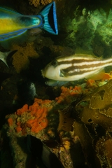 Meuschenia freycineti