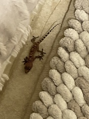 Hemidactylus turcicus