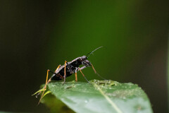 Odontocheila