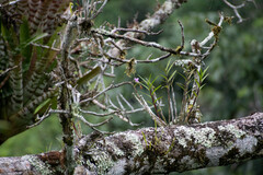 Dimerandra emarginata