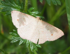 Epicyme rubropunctaria