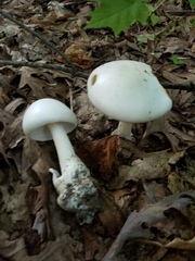 Amanita elliptosperma