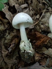 Amanita elliptosperma