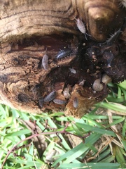 Porcellionides sexfasciatus