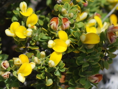 Aspalathus marginata