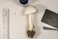 Amanita elliptosperma