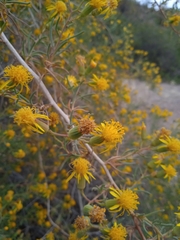 Senecio subulatus