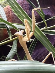 Hierodula membranacea