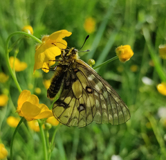 Parnassius eversmanni