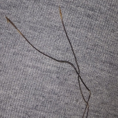 Heteropogon contortus