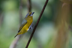 Euphonia chrysopasta