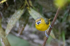 Euphonia chrysopasta