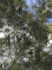 Calyptorhynchus lathami