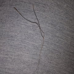 Heteropogon contortus