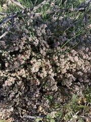 Euphorbia melanadenia