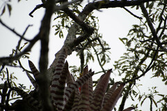 Aechmea zebrina