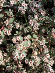 Euphorbia melanadenia