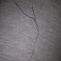 Heteropogon contortus