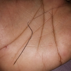 Heteropogon contortus