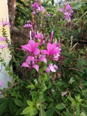 Cleome houtteana