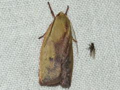 Cryptolechia triphaenatella