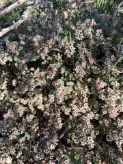 Euphorbia melanadenia