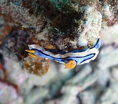 Chromodoris elisabethina