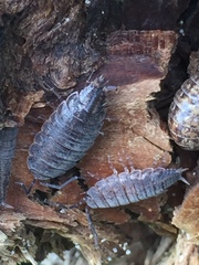 Porcellionides sexfasciatus