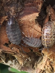 Porcellionides sexfasciatus