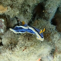 Chromodoris elisabethina