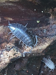 Porcellionides sexfasciatus