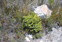 Aspalathus marginata