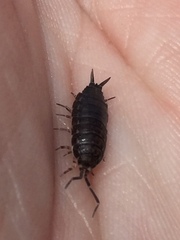 Porcellionides sexfasciatus