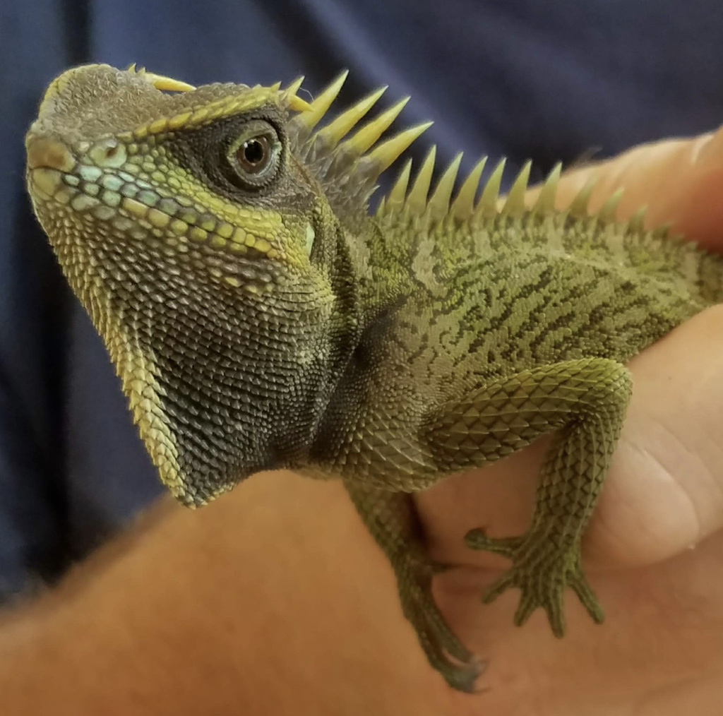 Natalia's Agama