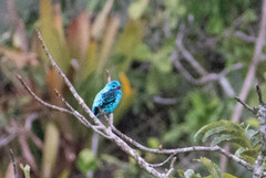 Cotinga cayana