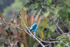 Cotinga cayana
