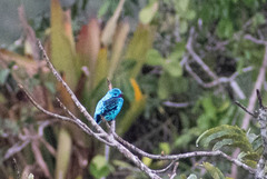 Cotinga cayana