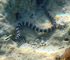 Emydocephalus annulatus