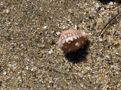 Pusula solandri